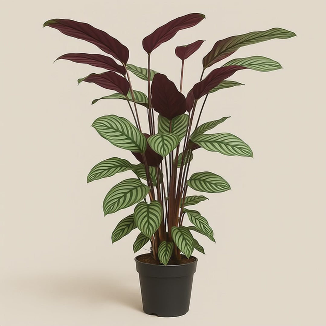 Calathea Oppenheimiana - 130 cm - ø27