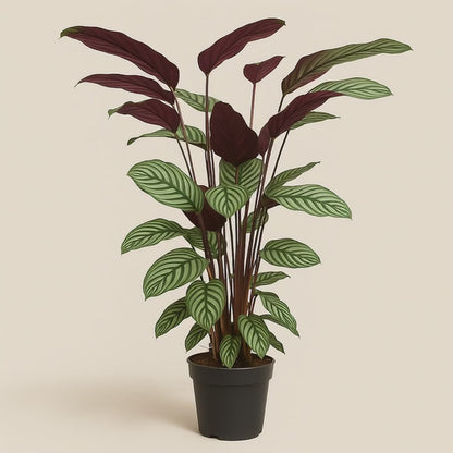 Calathea Oppenheimiana - 130 cm - ø27