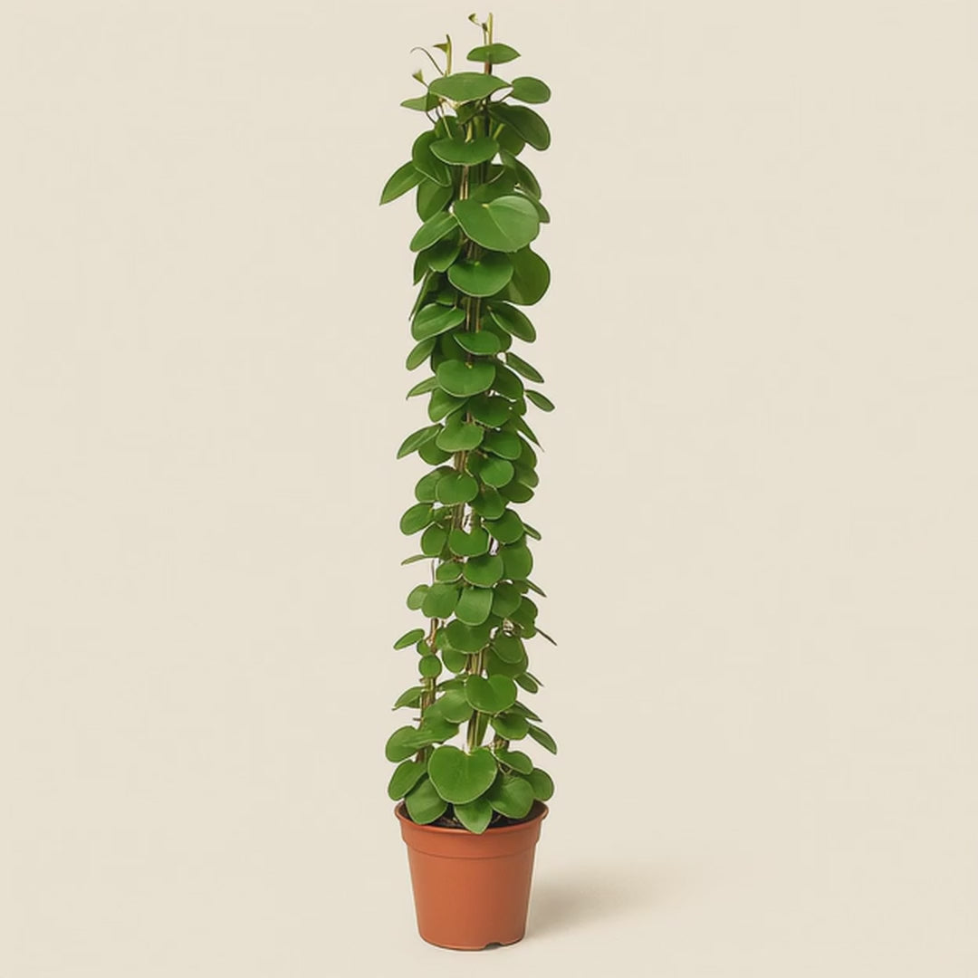 Cissus Rotundifolia Pyramide – Cissus rotundifolia - 160 cm - ø27