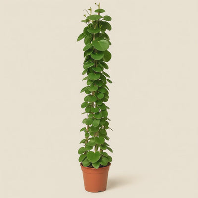 Cissus Rotundifolia Pyramide – Cissus rotundifolia - 160 cm - ø27