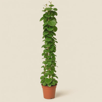 Cissus Rotundifolia Pyramide – Cissus rotundifolia - 160 cm - ø27