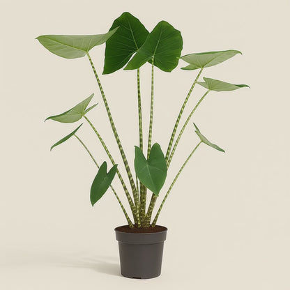 Pfeilblatt Zebrina – Alocasia zebrina - 130 cm - ø32