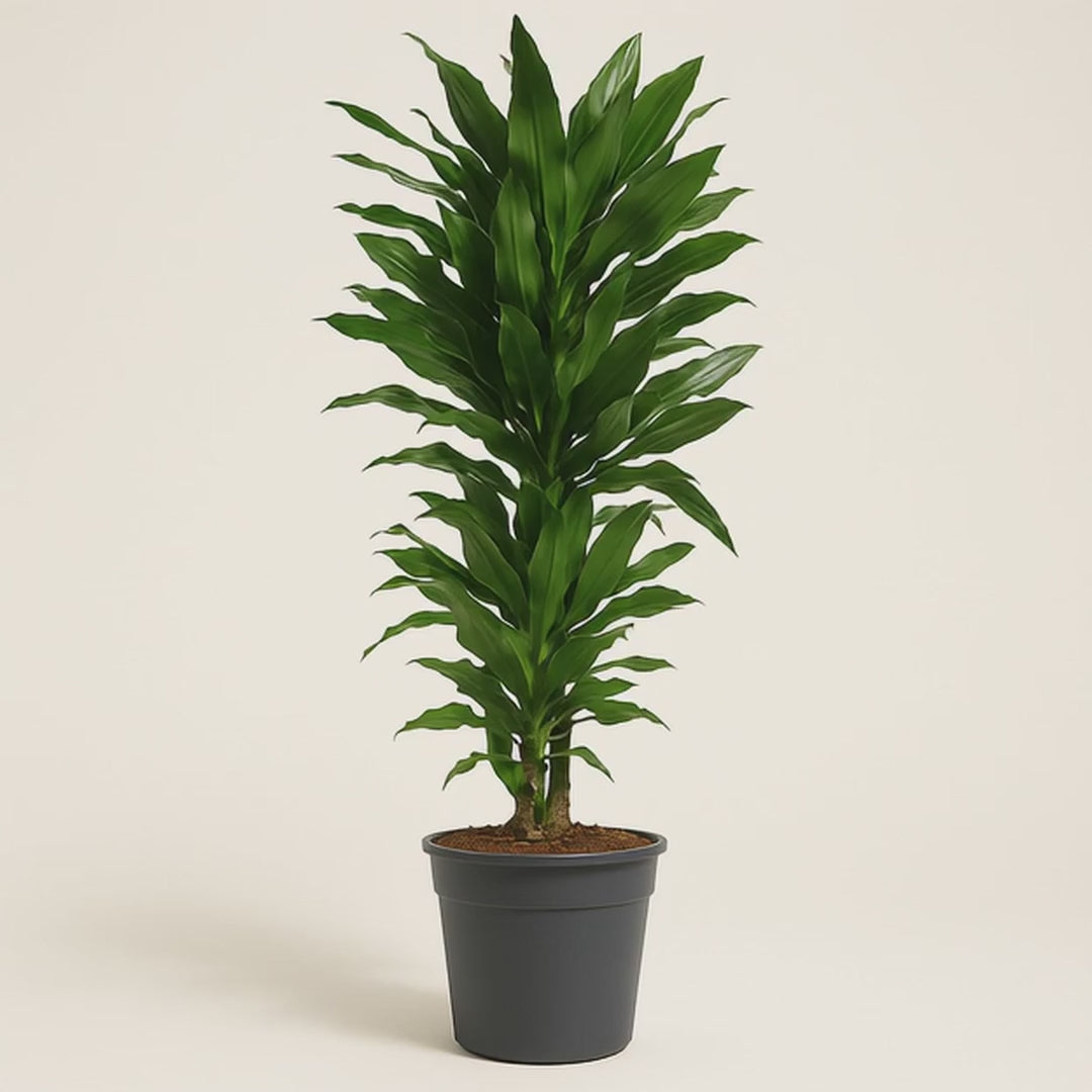 Drachenbaum Janet Lind verzweigt – Dracaena fragrans 'Janet Lind'- 120 cm - ø27