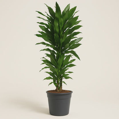 Drachenbaum Janet Lind verzweigt – Dracaena fragrans 'Janet Lind'- 120 cm - ø27