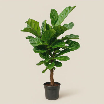 Geigenfeige vertakt – Ficus lyrata - 140 cm - ø24