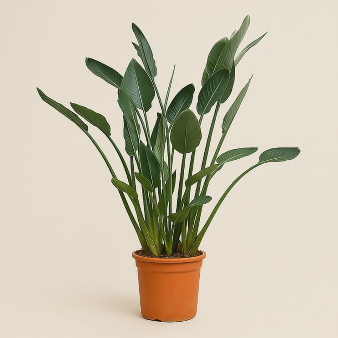 Paradiesvogelblume – Strelitzia reginae - 160cm - ⌀30
