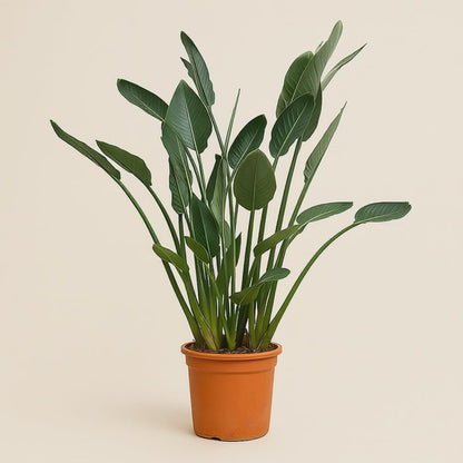 Paradiesvogelblume – Strelitzia reginae - 160cm - ⌀30