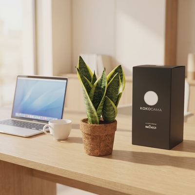 Kokopot Sansevieria Yellow Firmengeschenk als kurzes Produktvideo