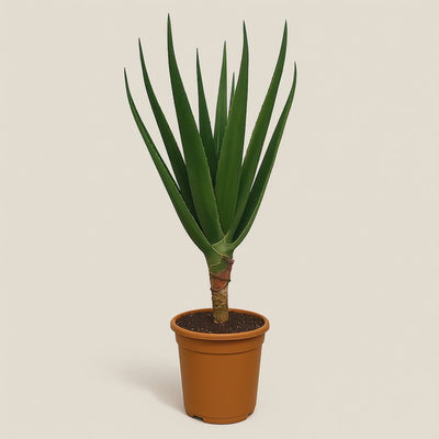 Aloe Barberae – Aloe barberae - 160 cm - Ø30cm