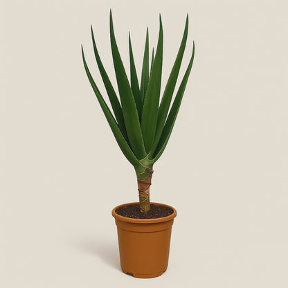 Aloe Barberae – Aloe barberae - 160 cm - Ø30cm