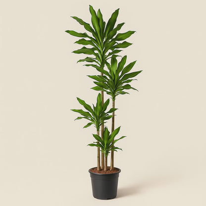 Drachenbaum Janet Lind – Dracaena fragrans Janet Lind - 180 cm - ø27