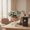 Video der hängenden Kokodama Tradescantia als Firmengeschenk im Büro
