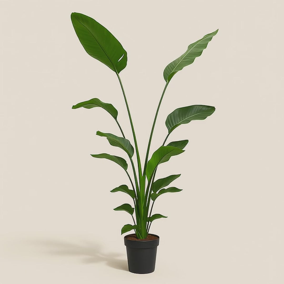 Baum-Strelitzie – Strelitzia nicolai - 170 cm - ⌀24