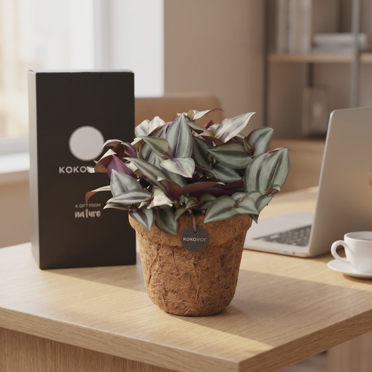 Kokopot Tradescantia auf dem Schreibtisch im Büro