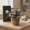 Kokopot Tradescantia auf dem Schreibtisch im Büro