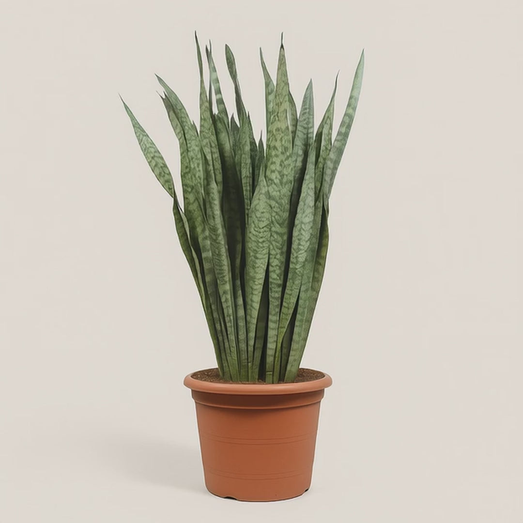 Bogenhanf – Sansevieria zeylanica - 110 cm - ø35