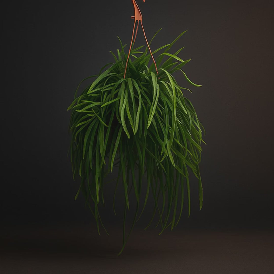 Premium Lepismium Bolivianum - 25cm - ø 17cm