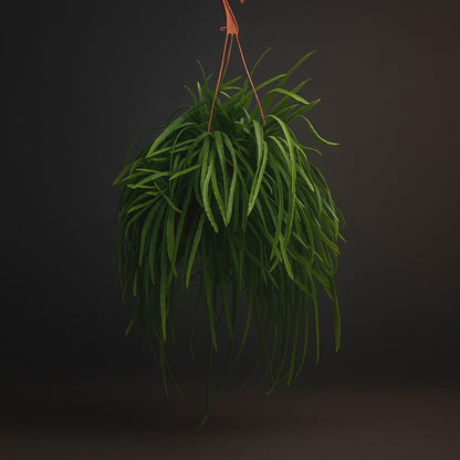 Premium Lepismium Bolivianum - 25cm - ø 17cm
