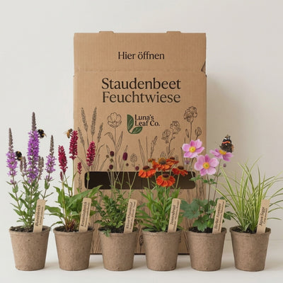 Staudenbeet Feuchtwiese XL - Pflanzenpaket für Sonne bis Halbschatten - 72 Pflanzen - Größe XL