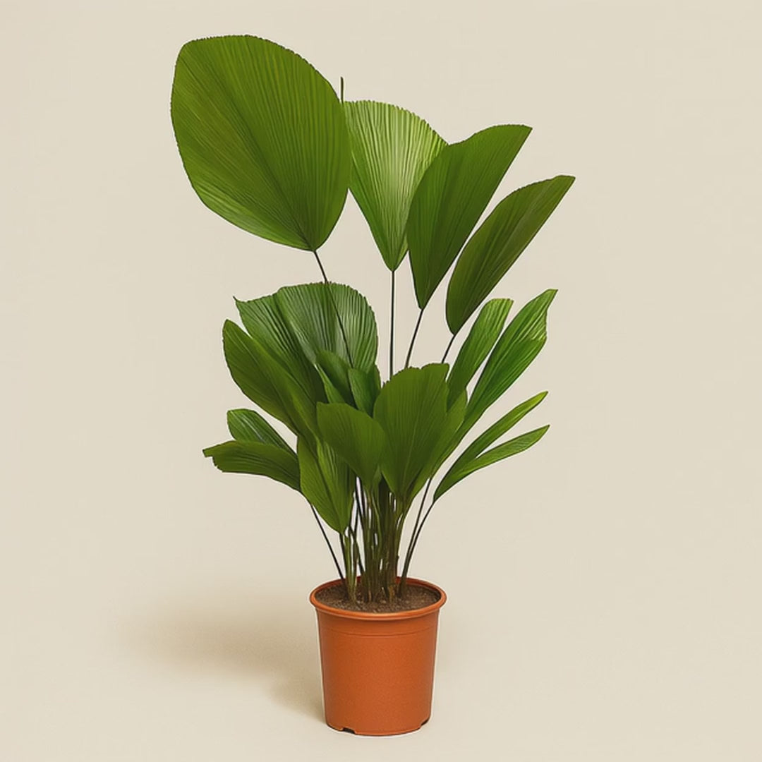 Fächerpalme - Licuala Grandis - 150 cm - ø27
