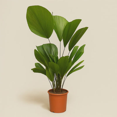 Fächerpalme - Licuala Grandis - 150 cm - ø27