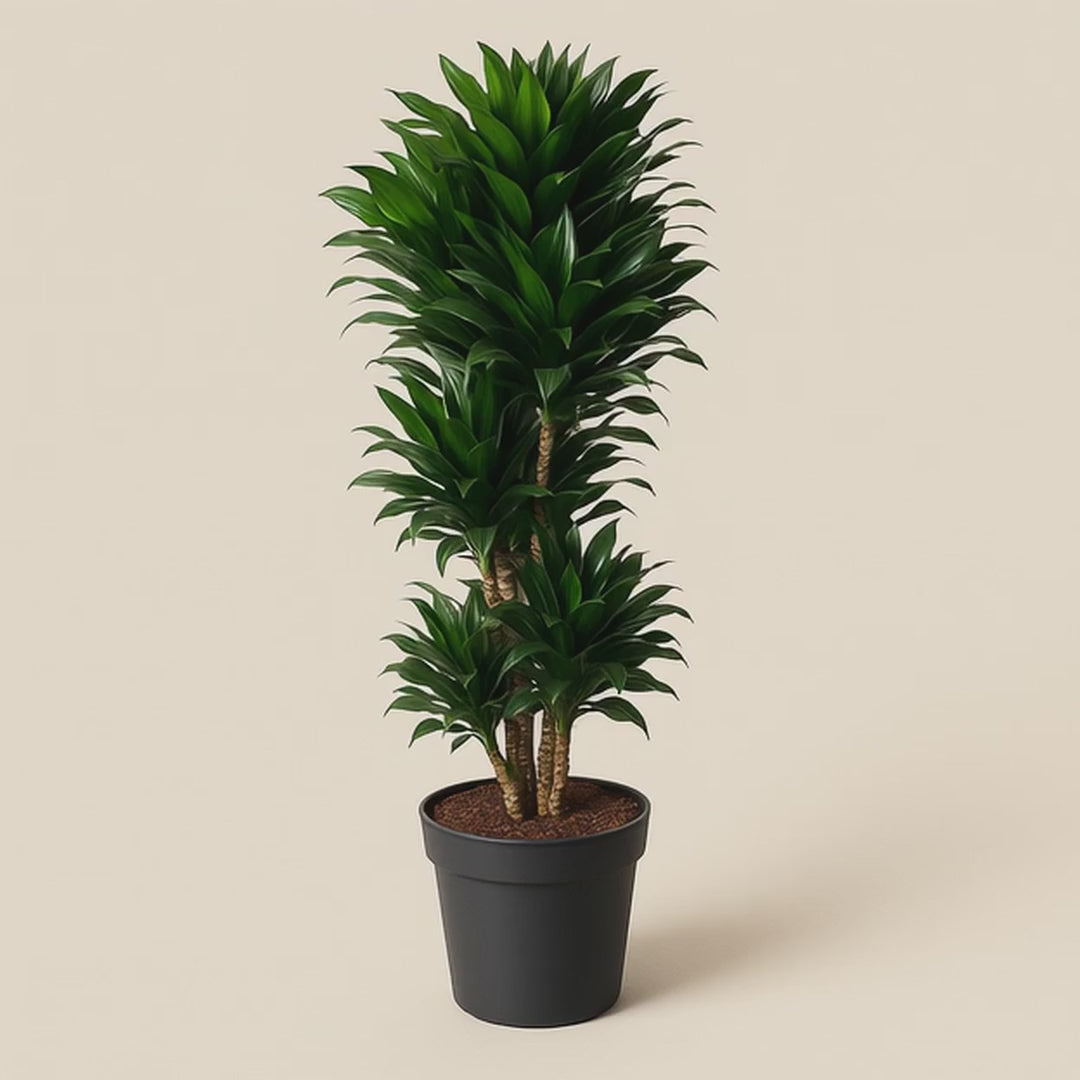 Drachenbaum Compacta vertakt – Dracaena fragrans 'Compacta' - 140 cm - ø31