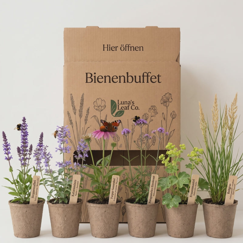 Video Pflanzenpaket Bienenbuffet mit Bienen und Hummeln