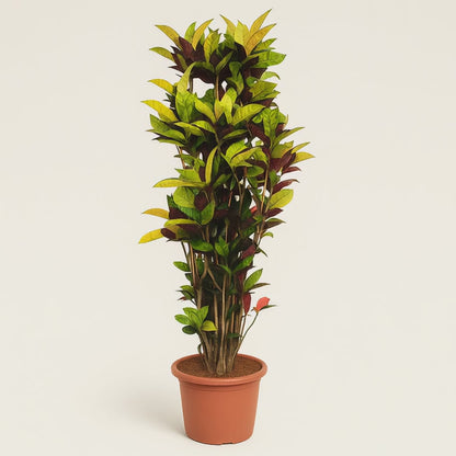 Croton Iceton – Codiaeum variegatum 'Iceton' - 190 cm - ø45