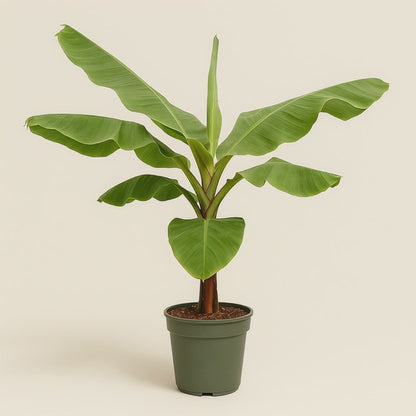 Bananenpflanze – Musa acuminata - 170cm - Ø30