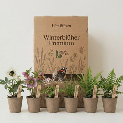 Staudenbeet Winterblüher Premium - Pflanzenpaket für Schatten - 36 Pflanzen - Größe L