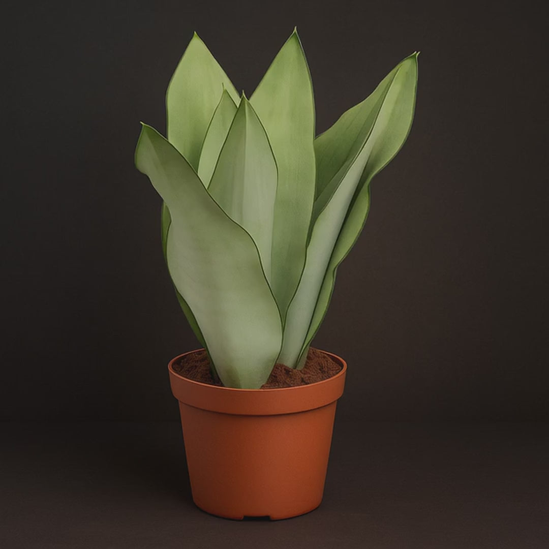 Premium Bogenhanf Moonshine – Sansevieria trifasciata 'Moonshine' - 40 cm - Ø14cm