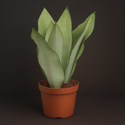 Premium Bogenhanf Moonshine – Sansevieria trifasciata 'Moonshine' - 40 cm - Ø14cm