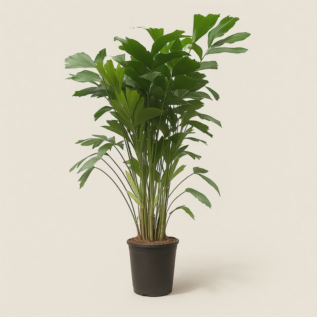 Fischschwanzpalme – Caryota mitis - 140 cm - ø24