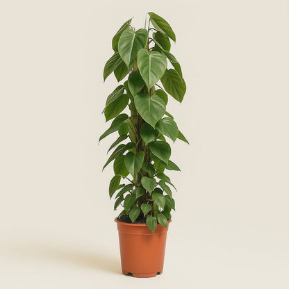 Herzblatt-Philodendron – Philodendron hederaceum  - 120cm - Ø24cm