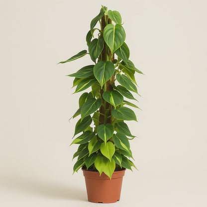 Philodendron Scandens Brasil am Moosstab - 150 cm - ø27