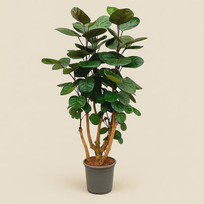 Polyscias Fabian – Polyscias scutellaria 'Fabian' - 130 cm - ø24