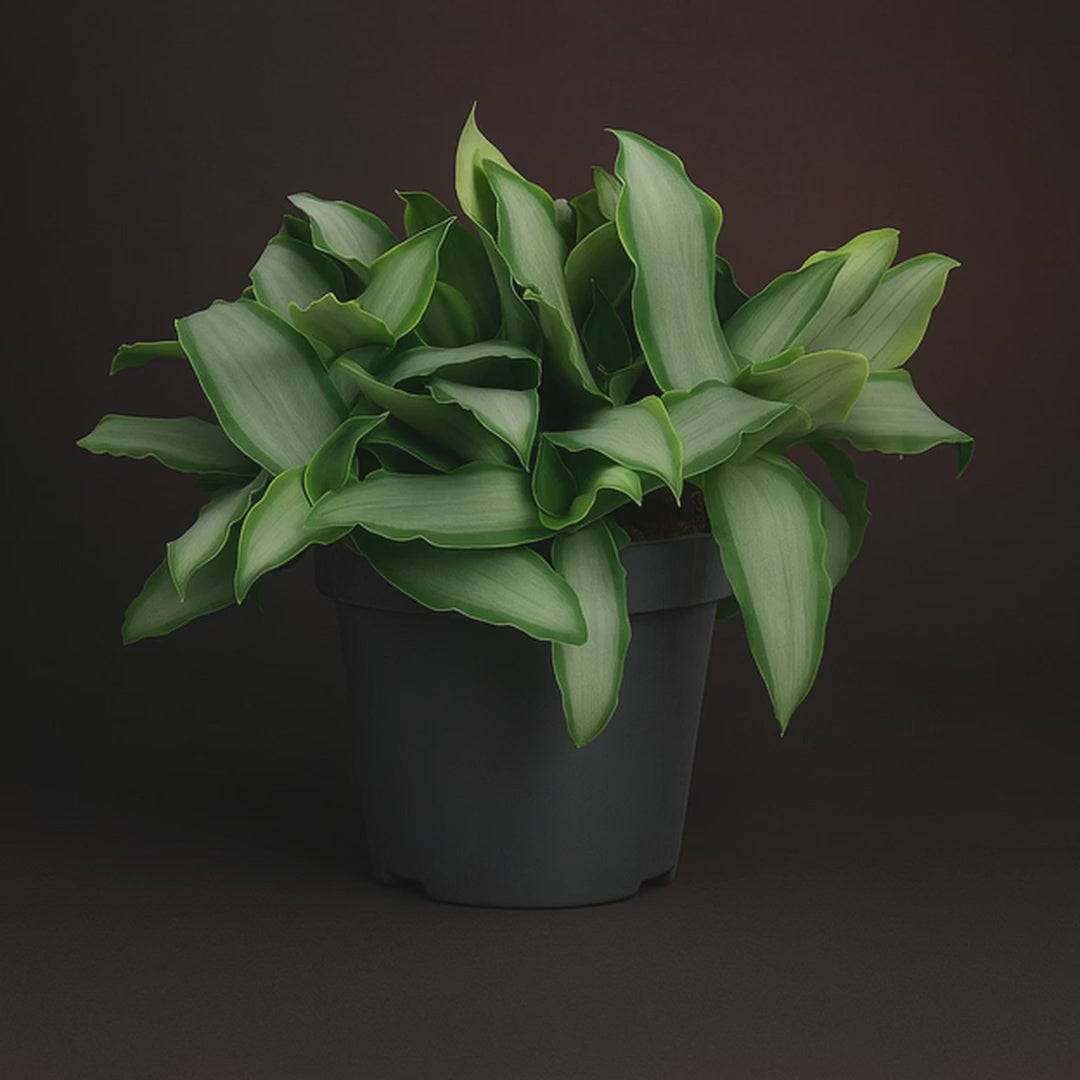 Premium Murdannia Bright Star – Murdannia loriformis 'Bright Star' - 20 cm - Ø12cm