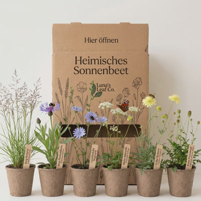 Staudenbeet Heimisches Sonnenbeet - 36 Pflanzen - Größe L