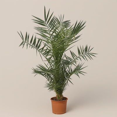 Kanarische Dattelpalme – Phoenix canariensis - 120cm- ø15