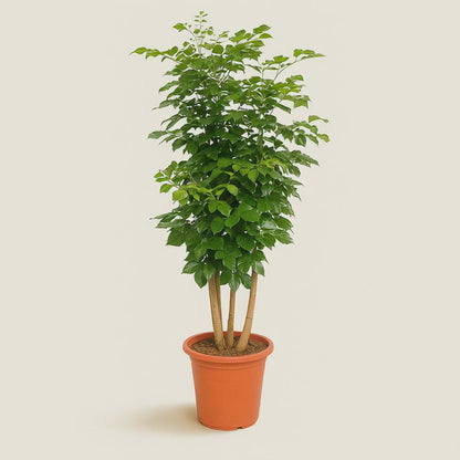 Radermachera Hainanensis – Radermachera hainanensis - 190 cm - ø40