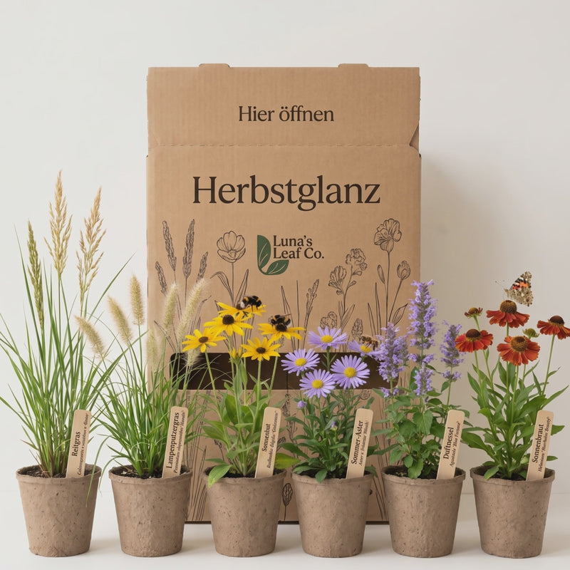 Video Pflanzenpaket Herbstglanz mit Bienen und Schmetterling
