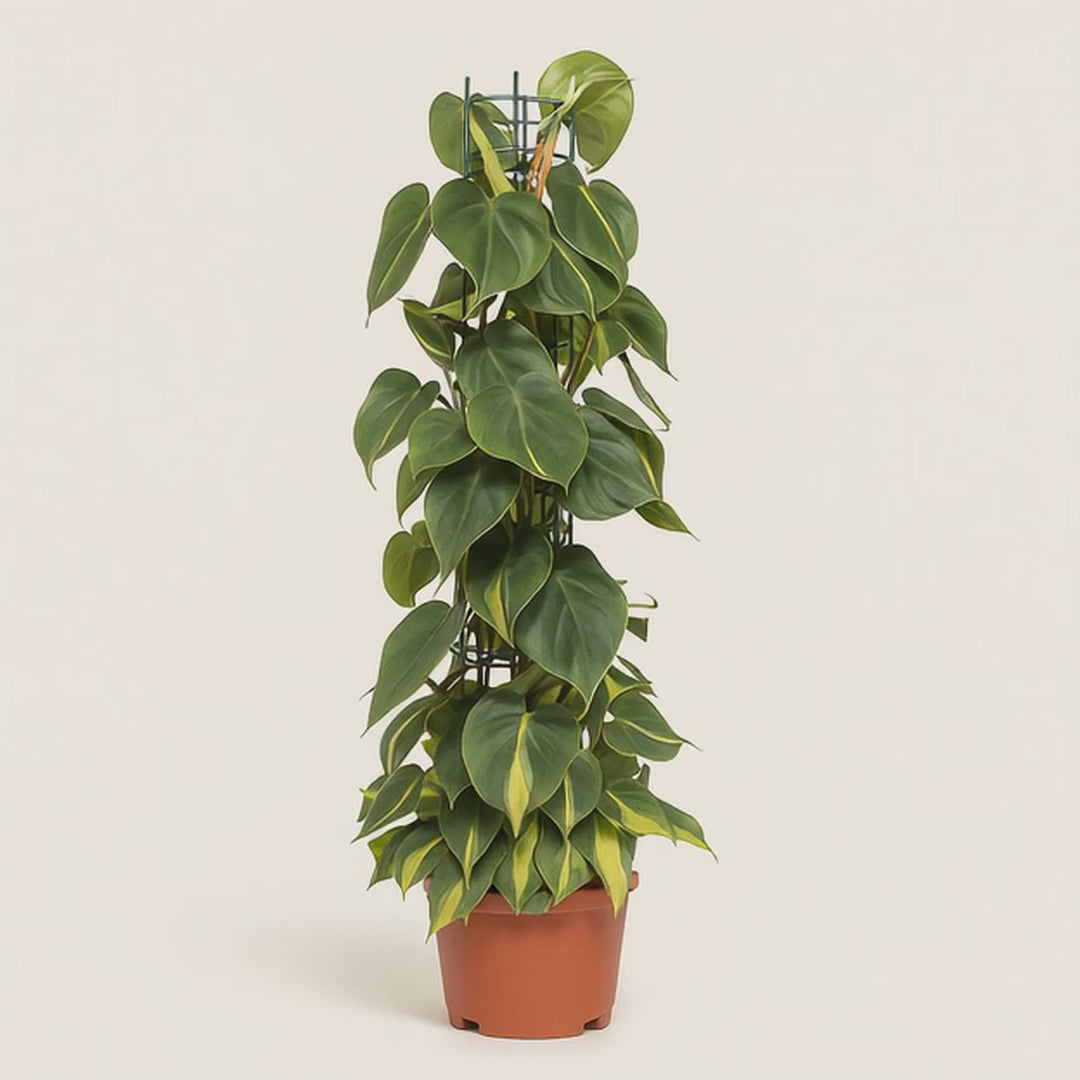 Philodendron Scandens Brasil - 120cm - Ø24cm