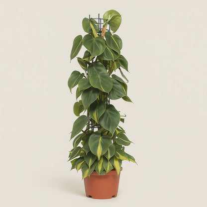 Philodendron Scandens Brasil - 120cm - Ø24cm