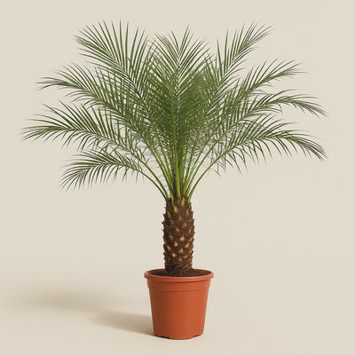 Zwerg-Dattelpalme – Phoenix roebelenii - 160 cm - ø27