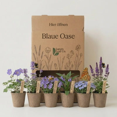 Staudenbeet Blaue Oase - Pflanzenpaket für Sonne bis Halbschatten - 36 Pflanzen - Größe L