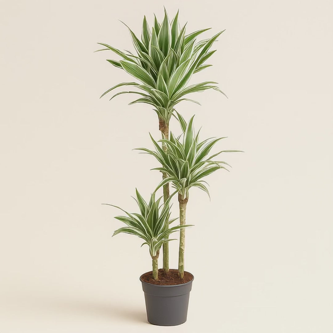 Drachenbaum White Stripe – Dracaena fragrans 'White Stripe' - 150 cm - ø24