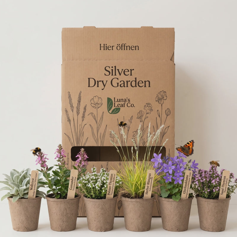 Video Pflanzenpaket Silver Dry Garden mit Bienen und Schmetterling