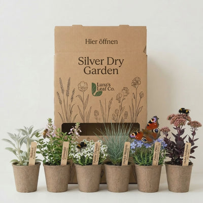 Staudenbeet Silver Dry Garden - Pflanzenpaket für Sonne - 36 Pflanzen - Größe L