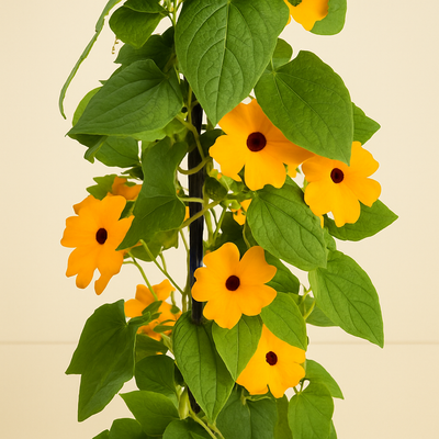 4x 'Sunny Susy New Orange' – Black-eyed Susan Vine – Thunbergia alata ' - Luna's Leaf Co. 