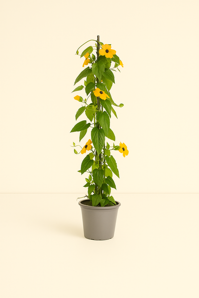 4x 'Sunny Susy New Orange' – Black-eyed Susan Vine – Thunbergia alata ' - Luna's Leaf Co. 